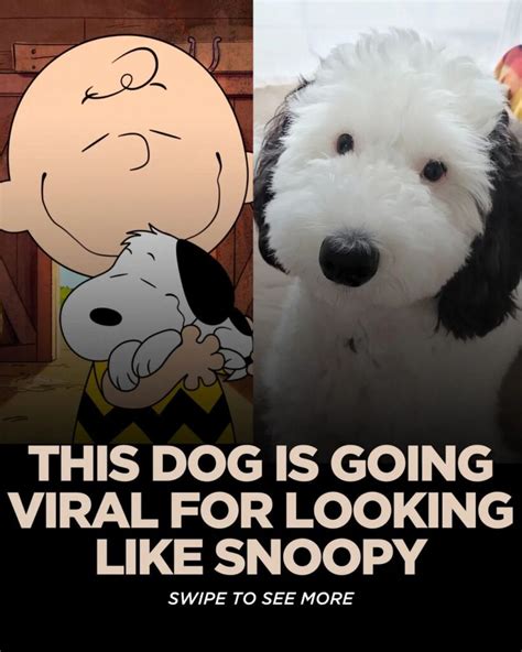 Meet Snoopy The Dog’s Real Life Look